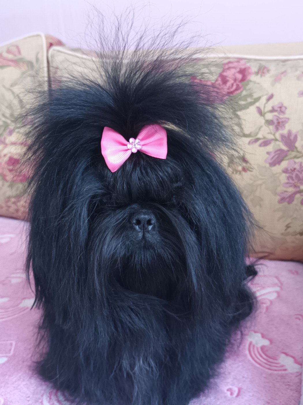 TIFFANI BLACK PEARL Du Royaume Des Sacrés