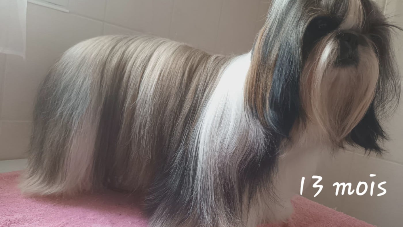 CH. VALENTINE  De hillsbury