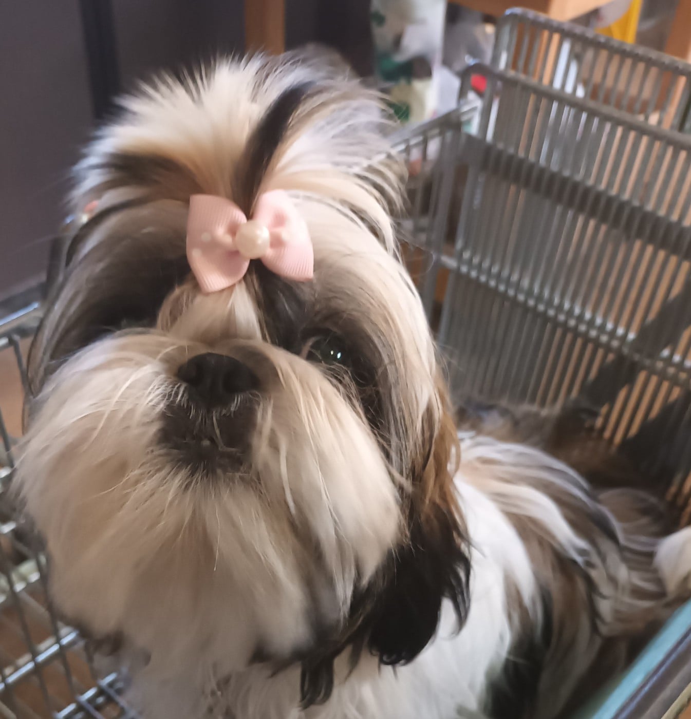 CH. VALENTINE  De hillsbury