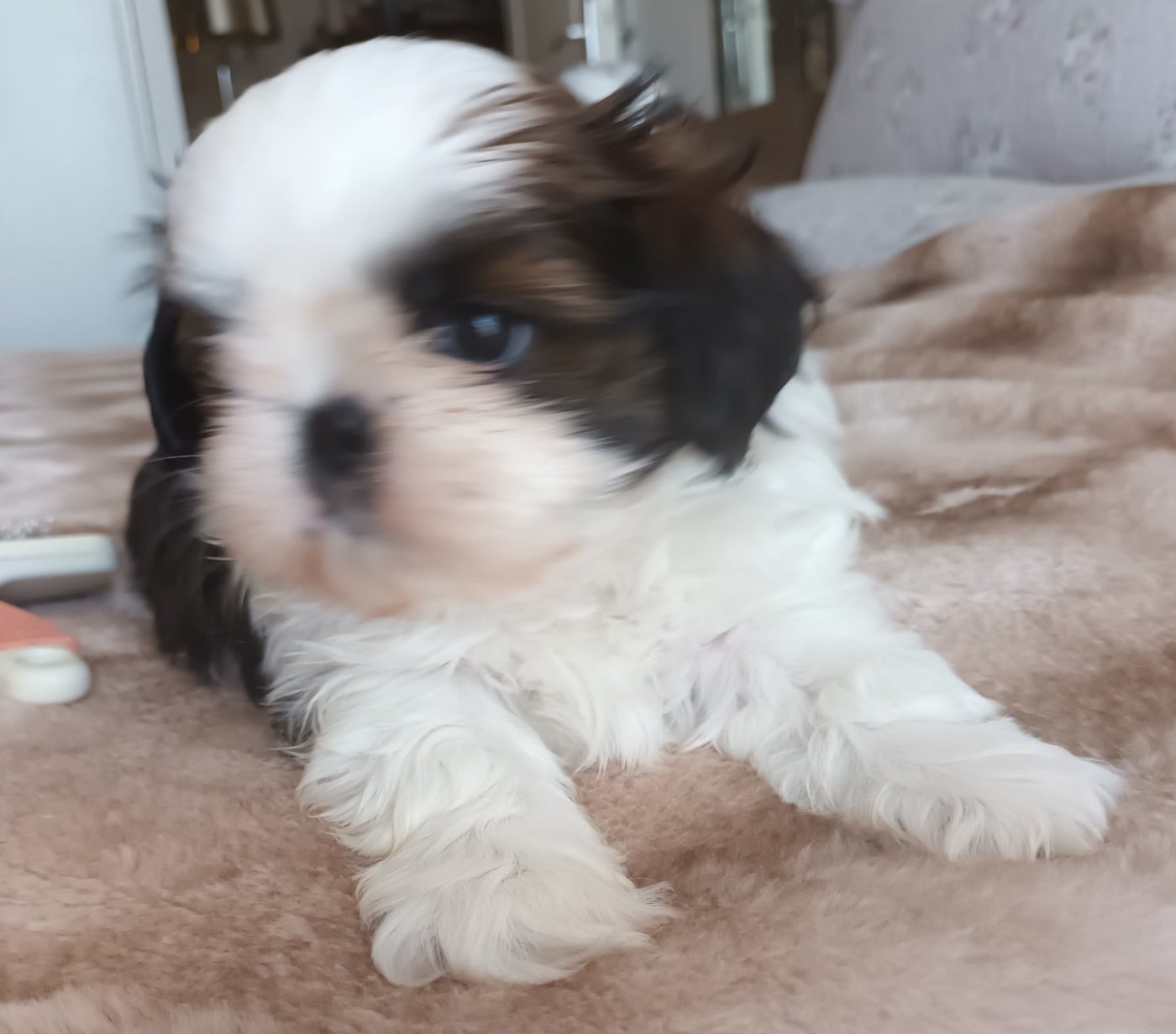 Shih Tzu - Le Palais De Shanghai