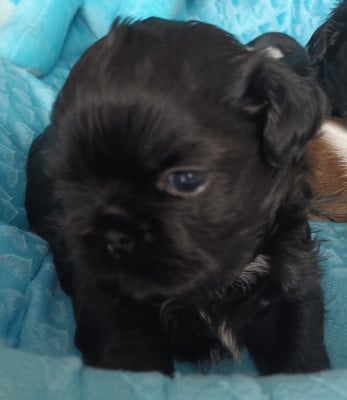 Les chiots de Shih Tzu