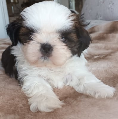 Les chiots de Shih Tzu