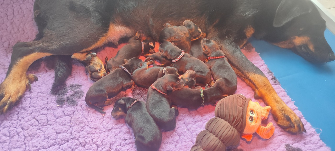 Berger de Beauce - des Bas Rouges de Madame