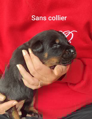 Les chiots de Berger de Beauce