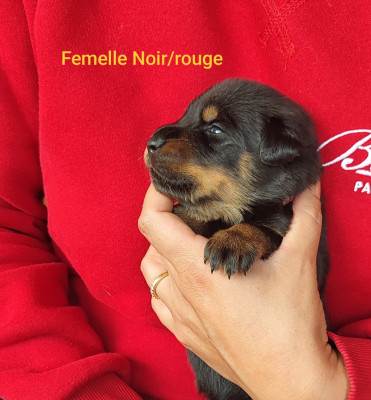 Les chiots de Berger de Beauce