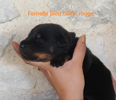 Les chiots de Berger de Beauce