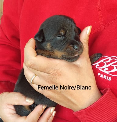 Les chiots de Berger de Beauce