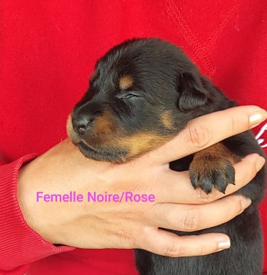 Les chiots de Berger de Beauce