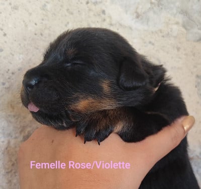 Les chiots de Berger de Beauce