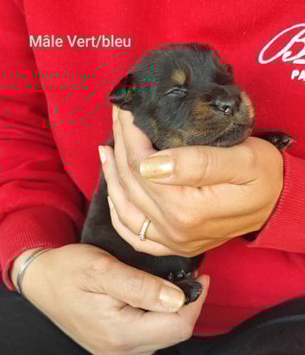 Les chiots de Berger de Beauce