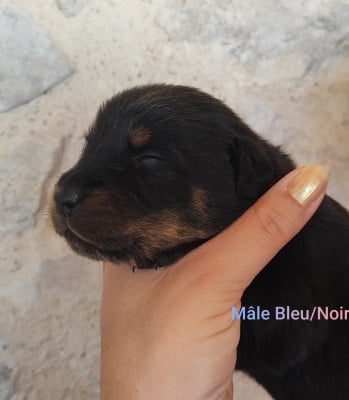 Les chiots de Berger de Beauce