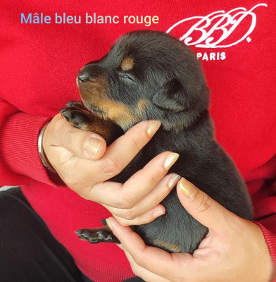 Les chiots de Berger de Beauce
