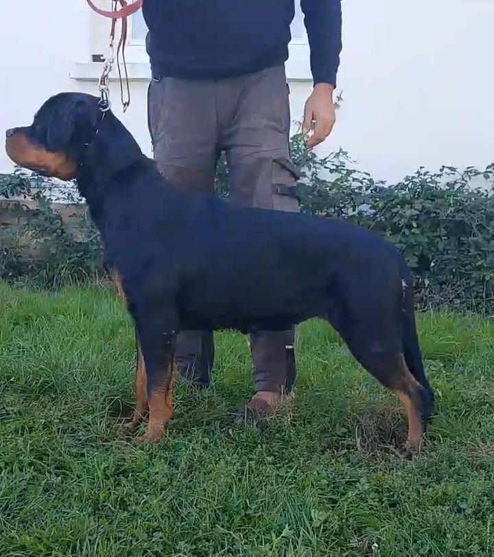 Vanda De La Vallée Du Tarn