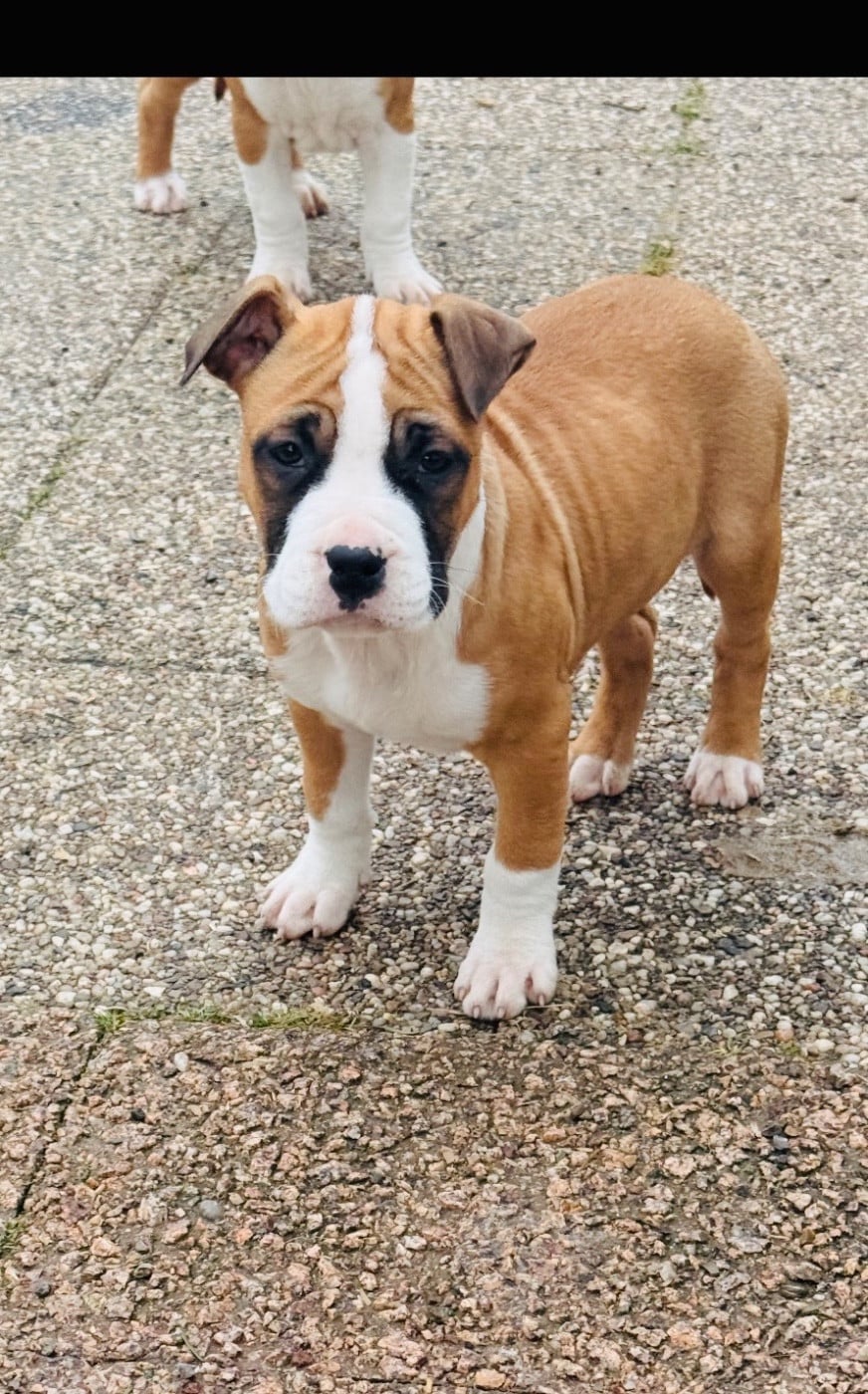 Aria - American Staffordshire Terrier