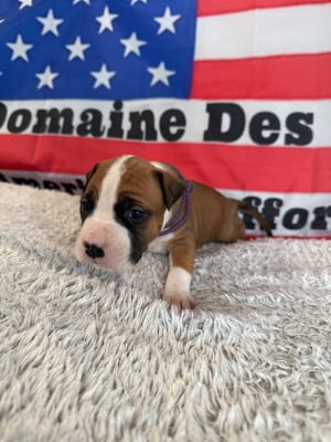 Les chiots de American Staffordshire Terrier