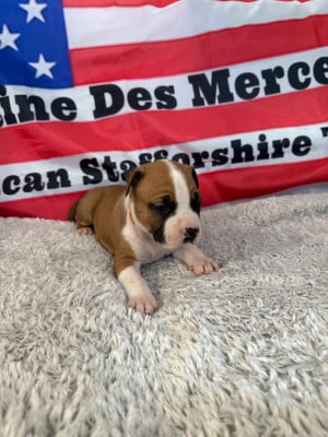 Les chiots de American Staffordshire Terrier