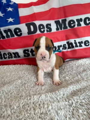 Les chiots de American Staffordshire Terrier