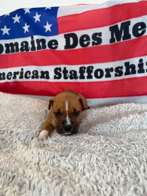 Les chiots de American Staffordshire Terrier