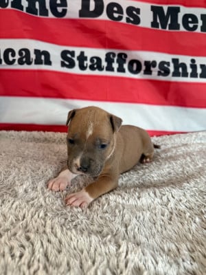 Les chiots de American Staffordshire Terrier