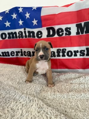 Les chiots de American Staffordshire Terrier