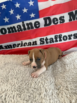Les chiots de American Staffordshire Terrier
