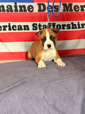 Les chiots de American Staffordshire Terrier