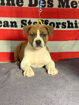 Les chiots de American Staffordshire Terrier