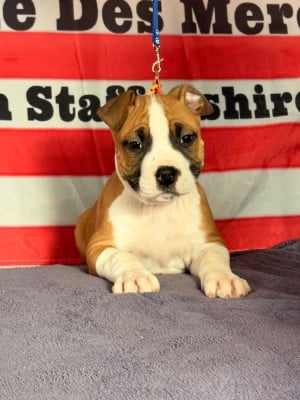Les chiots de American Staffordshire Terrier