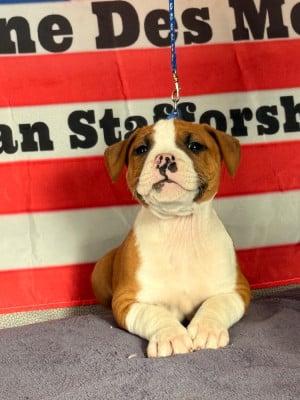 Les chiots de American Staffordshire Terrier