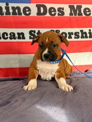 Les chiots de American Staffordshire Terrier