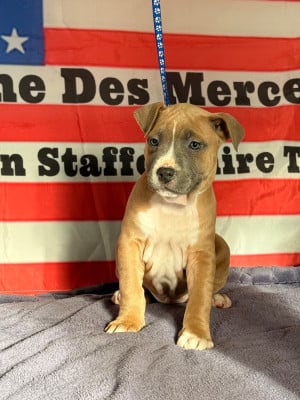 Les chiots de American Staffordshire Terrier