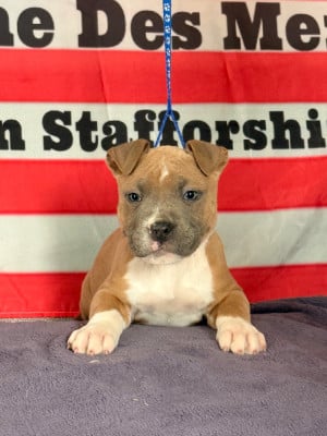 Les chiots de American Staffordshire Terrier