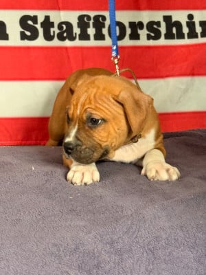 Les chiots de American Staffordshire Terrier