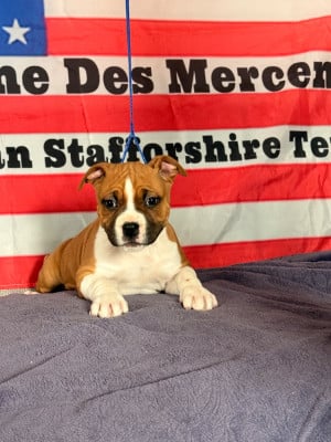 Les chiots de American Staffordshire Terrier