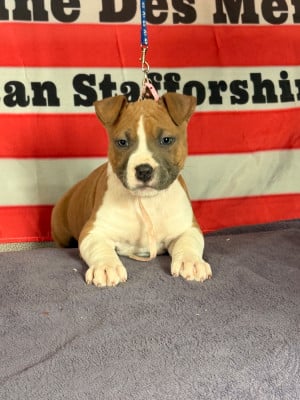 Les chiots de American Staffordshire Terrier