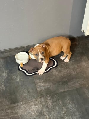 Les chiots de American Staffordshire Terrier