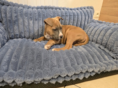 Les chiots de American Staffordshire Terrier