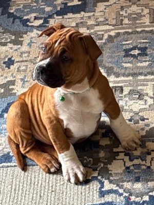 Les chiots de American Staffordshire Terrier