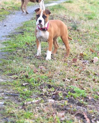 Les chiots de American Staffordshire Terrier
