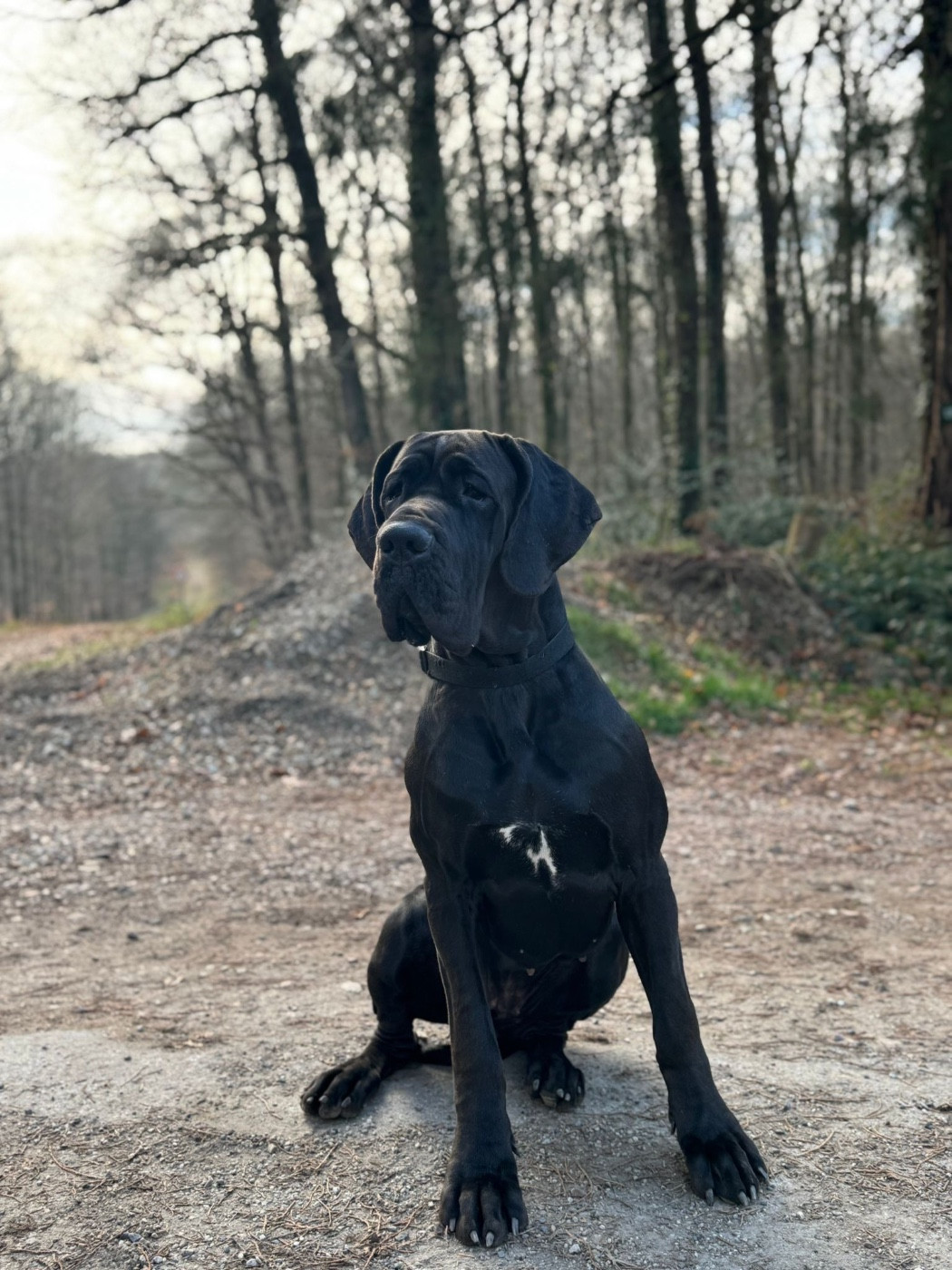 V' zendayaa Au Royaume De Leyla