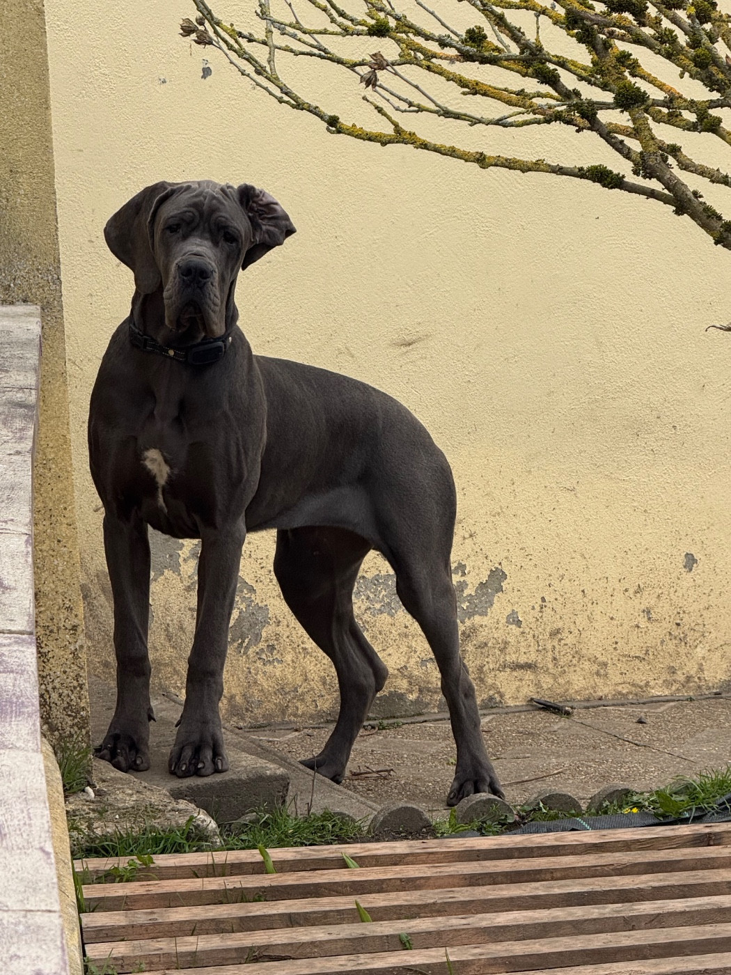Amaya Des Terres De Phelyzia