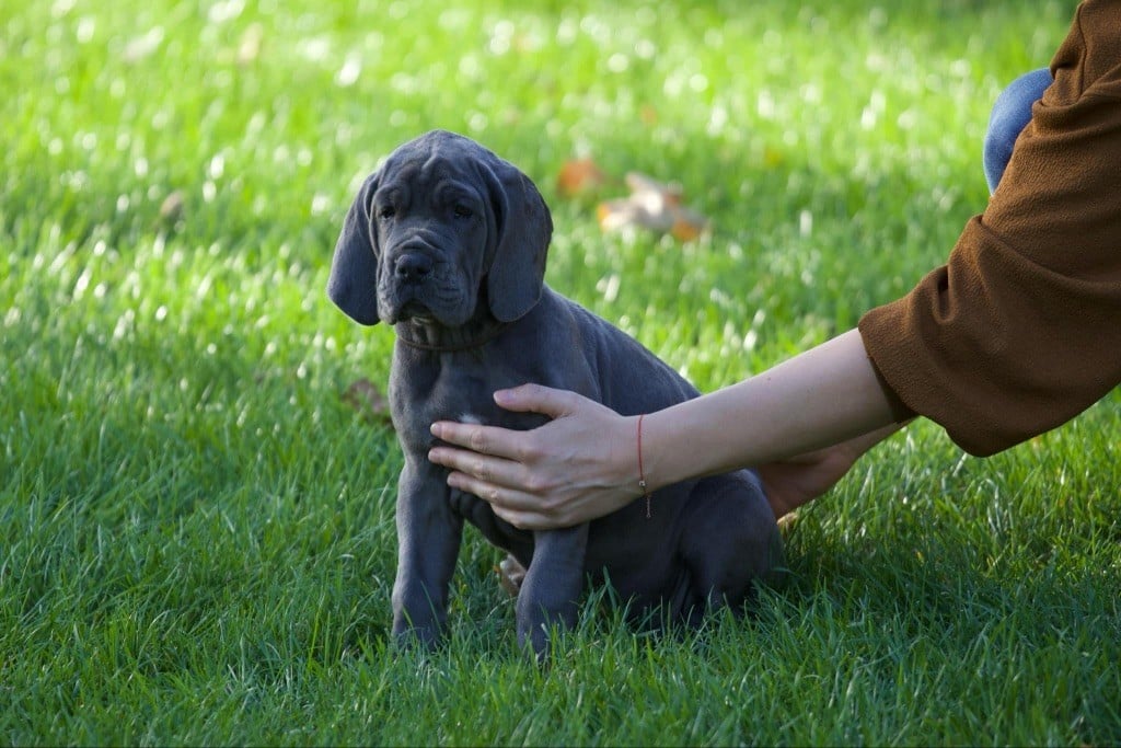Amaya Des Terres De Phelyzia