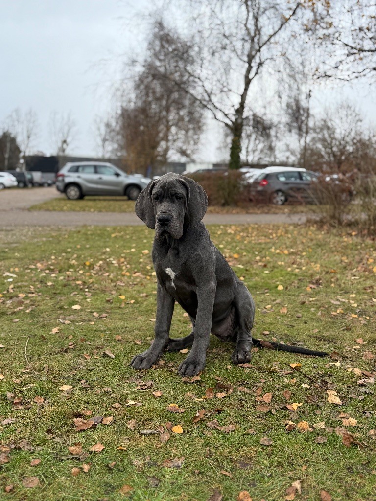 Amaya Des Terres De Phelyzia