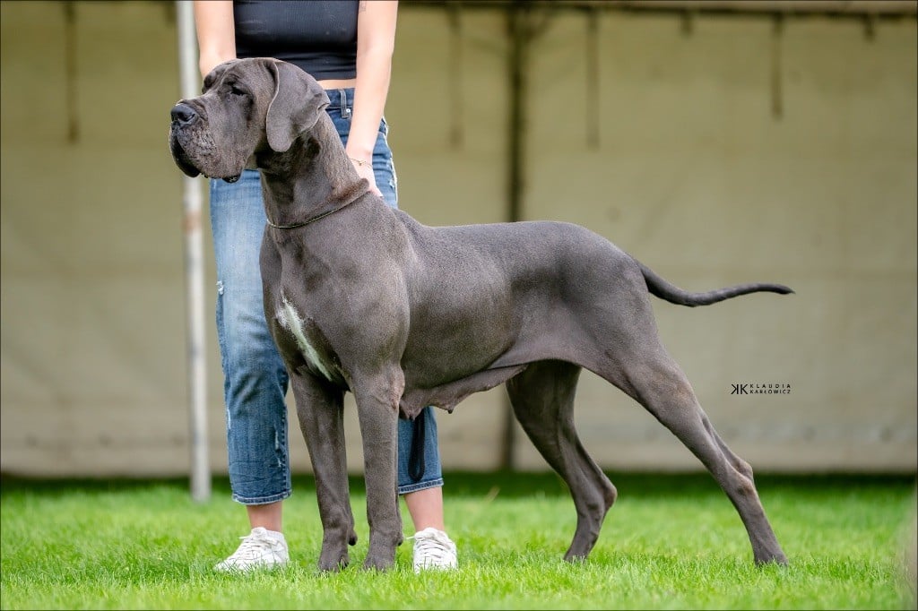 CH. Grazia modry efekt