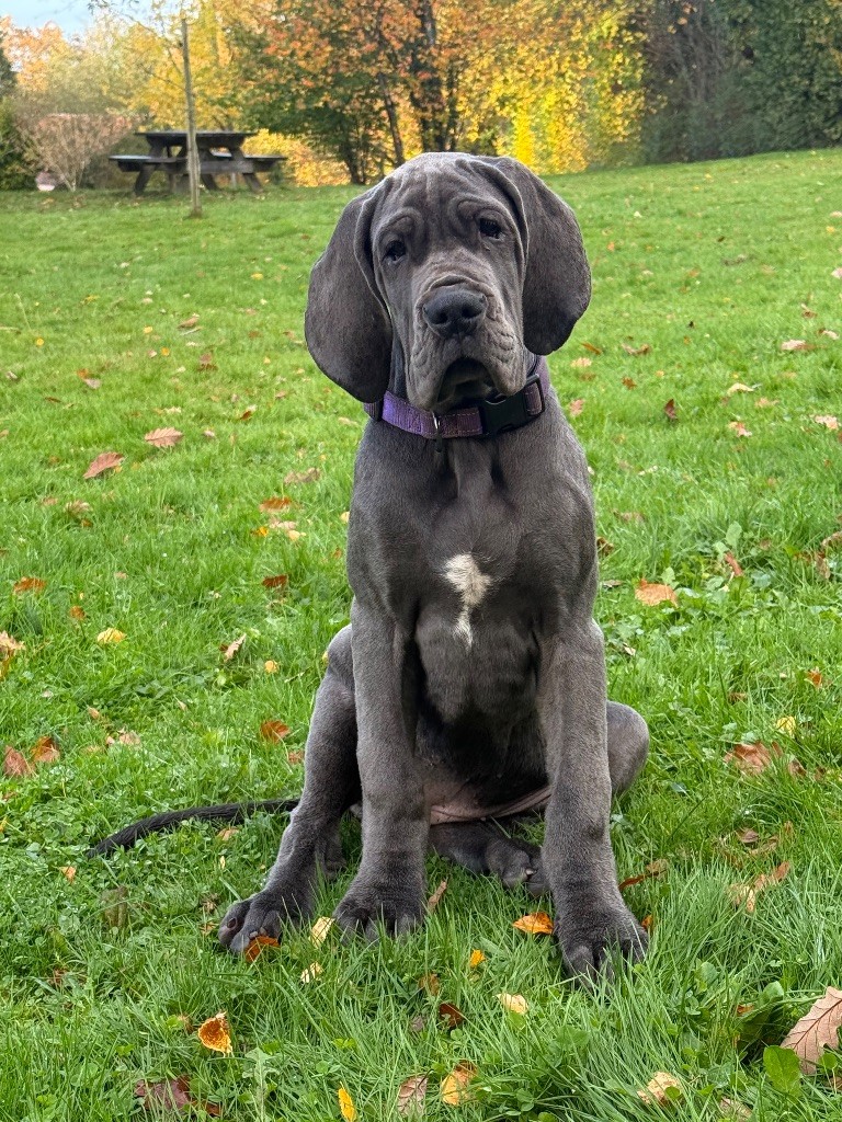 Amaya Des Terres De Phelyzia