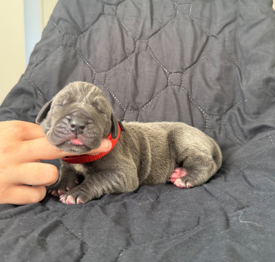 Les chiots de Dogue allemand