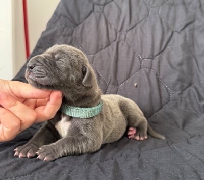 Les chiots de Dogue allemand