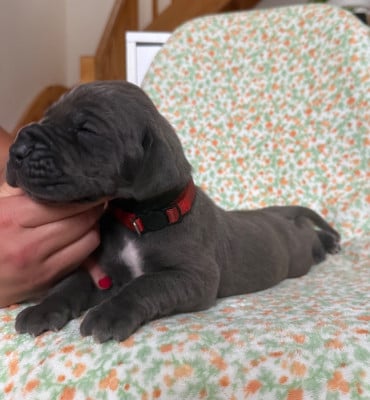 Les chiots de Dogue allemand