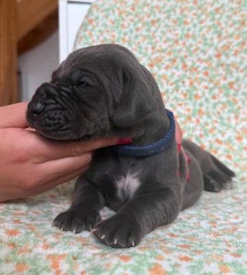 Les chiots de Dogue allemand