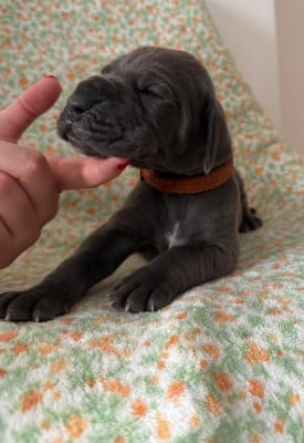 Les chiots de Dogue allemand